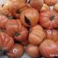 Pangenoma del tomate