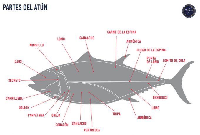 Características del atún rojo