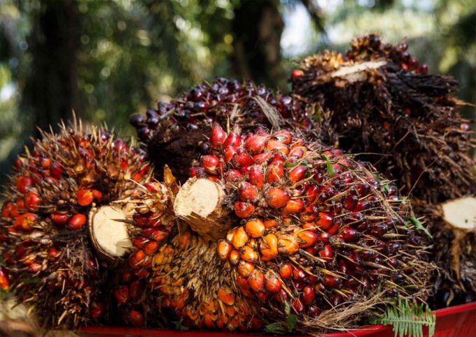 Producción de aceite de palma