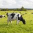 Sustainable Dairy Partnership