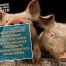 European Livestock and Meat Trades Union