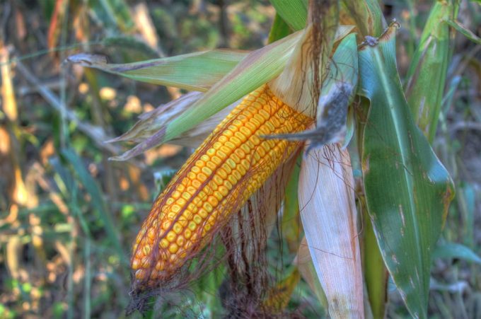 Impacto del ozono en el cultivo de maíz