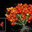 Modificación genética en la planta del tomate