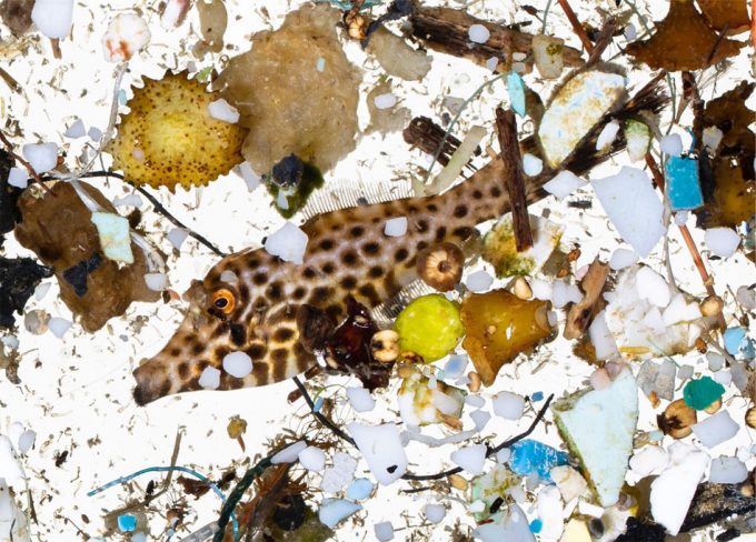 Plásticos en el organismo de los animales marinos