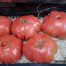 Controlar la maduración del tomate