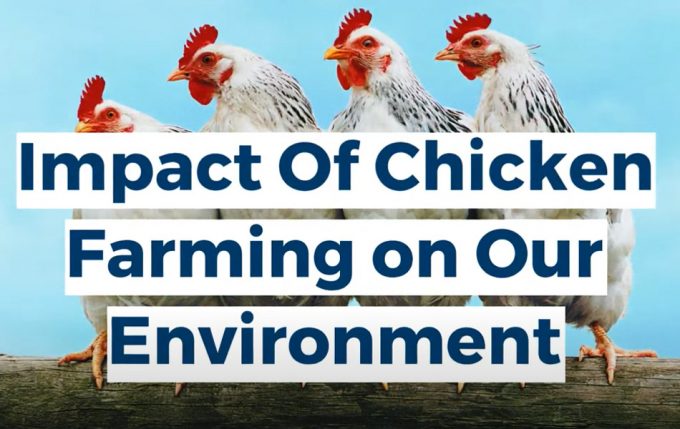 Contaminación de la producción avícola 