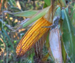 Malas hierbas en el cultivo de maíz