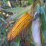 Malas hierbas en el cultivo de maíz