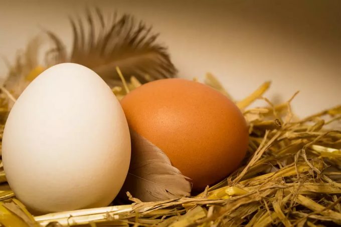 alternativas a la proteína de los huevos