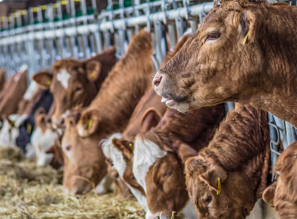 Frenar las emisiones de metano de la ganadería