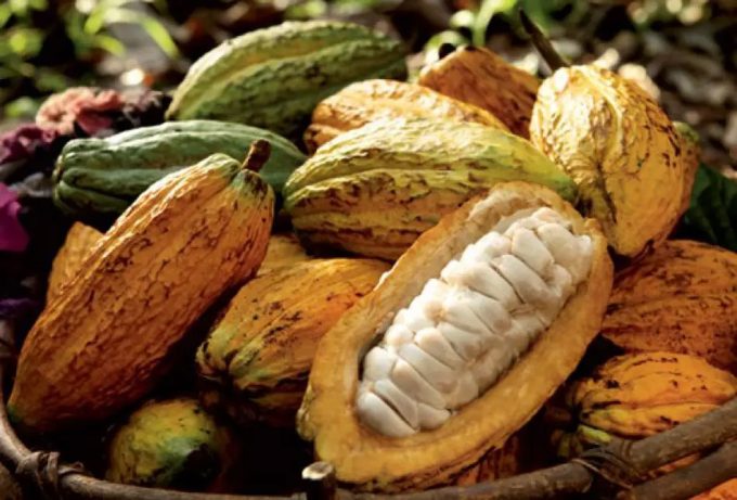 Cacao producido por la agricultura celular