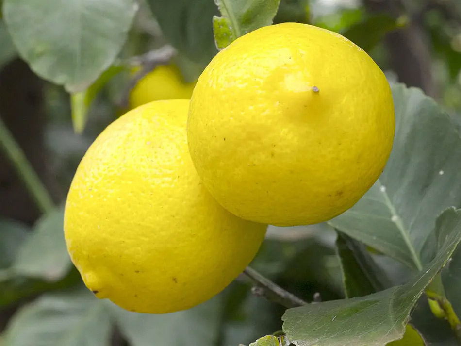 Limones, precio en el campo en el año 2023
