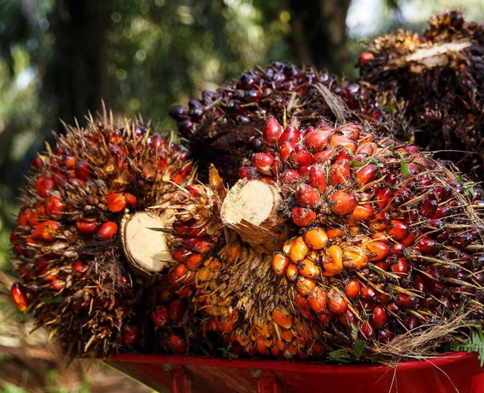 El aceite de palma se oculta bajo otros nombres en el etiquetado de los alimentos