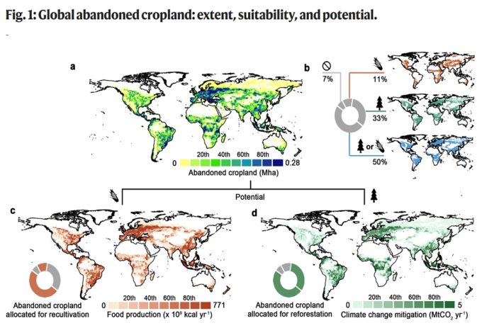 The neglected role of abandoned cropland in supporting both food security and climate change mitigation