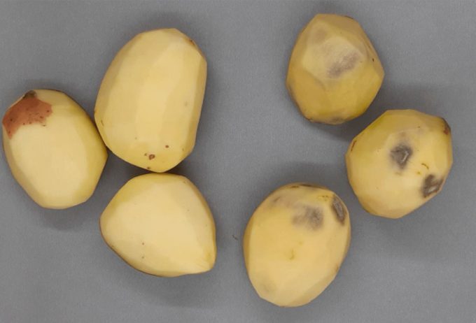 Patatas editadas genéticamente para que no se ennegrezcan 